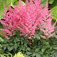 Астильба японская Jump and Jive