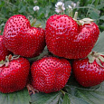 Земляника (Клубника) Садовая Гигантелла Максим