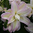 Лилия восточная махровая Дабл Измаил