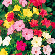 Мирабилис ялапа Смесь окрасок