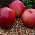 Яблоня Краса Свердловска