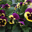 Виола крупноцветковая Селло Еллоу виз Парпл Винг
