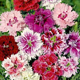Гвоздика перистая Смесь окрасок
