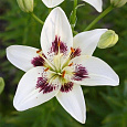 Лилия азиатская Центерфолд