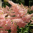 Астильба японская Пич Блоссом