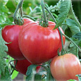 Томат Розовое сердце