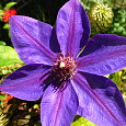 Клематис крупноцветковый Жакмани