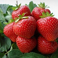 Земляника садовая Вэлери Земляника садовая Вэлери