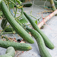Огурец Сортовой Китайские змеи