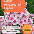 Флокс метельчатый Европа