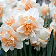 Нарцисс махровый Делнашо
