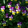 Виола (Фиалка) гибридная Jumping Johnny