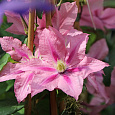 Клематис крупноцветковый Розамунд Клематис крупноцветковый Розамунд