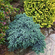 Можжевельник чешуйчатый Блю Спайдер