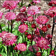 Астранция большая Розовая Симфония