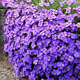 Аубриета (Обриета) дельтовидная Cascade Blue