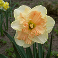 Нарцисс Сплит корона Vanilla Peach