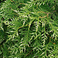 Туя западная Смарагд Варигата
