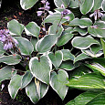 Хоста гибридная Фест Фрост