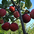 Яблоня Горнист