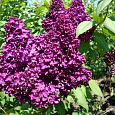 Сирень обыкновенная Адмирал Нахимов