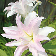 Лилия восточная махровая Дабл Измаил