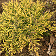 Можжевельник Goldschatz