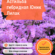 Астильба гибридная Юник Лилак Астильба гибридная Юник Лилак